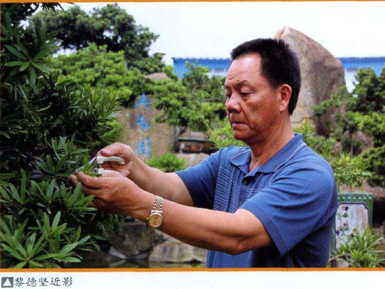 罗汉松盆景是什么样的独特魅力