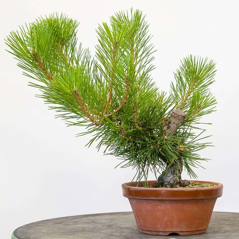 一棵小品黑松盆景 修剪前后 对比图片