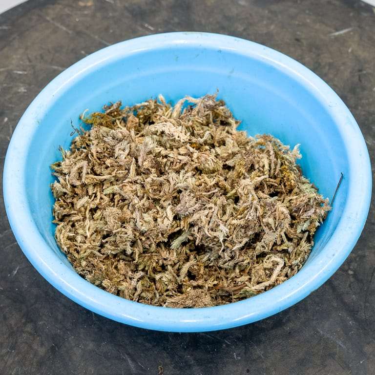 图解 小月杜鹃盆景怎么涂抹苔藓追肥的方法