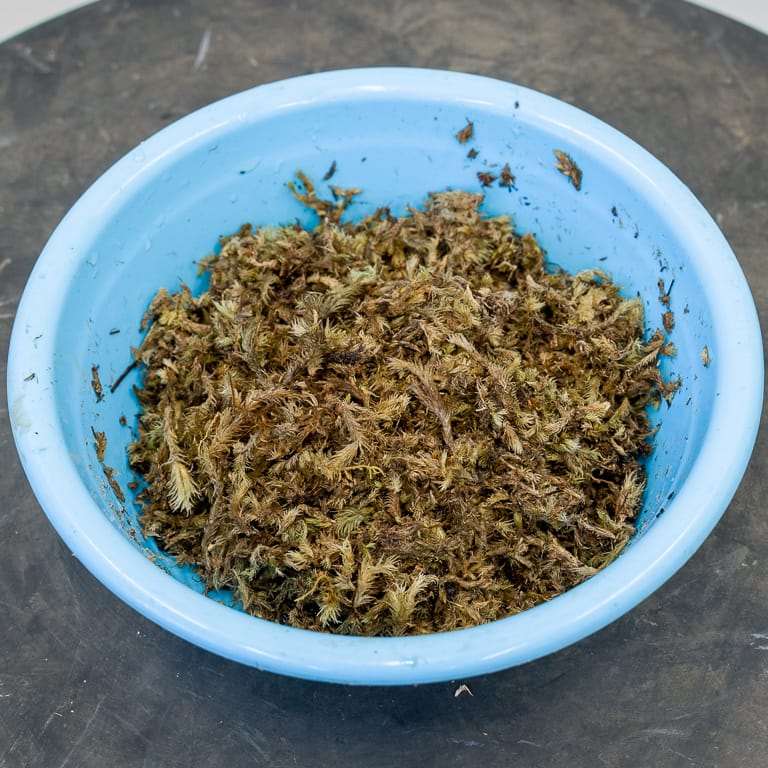 图解 小月杜鹃盆景怎么涂抹苔藓追肥的方法