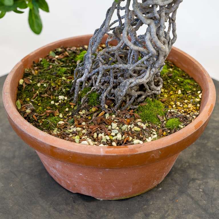 图解 小月杜鹃盆景怎么涂抹苔藓追肥的方法