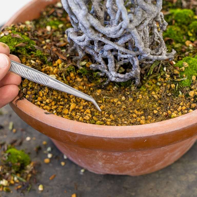 图解 小月杜鹃盆景怎么涂抹苔藓追肥的方法