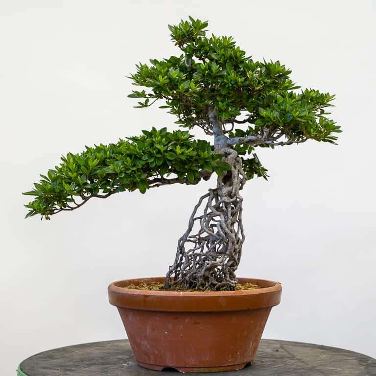 图解 小月杜鹃盆景怎么涂抹苔藓追肥的方法