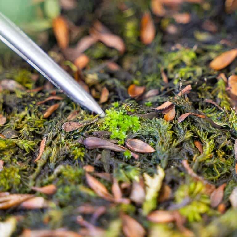 图解 小月杜鹃盆景怎么涂抹苔藓追肥的方法