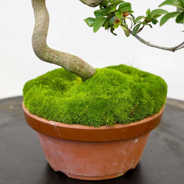 图解 小月杜鹃盆景怎么涂抹苔藓追肥的方法