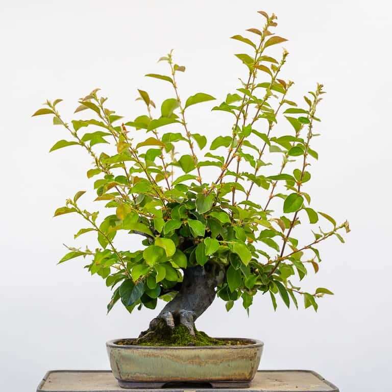 落叶盆景怎么苔藓浇水的方法 图片