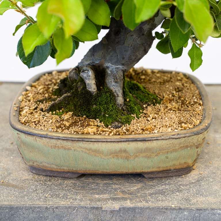 落叶盆景怎么苔藓浇水的方法 图片