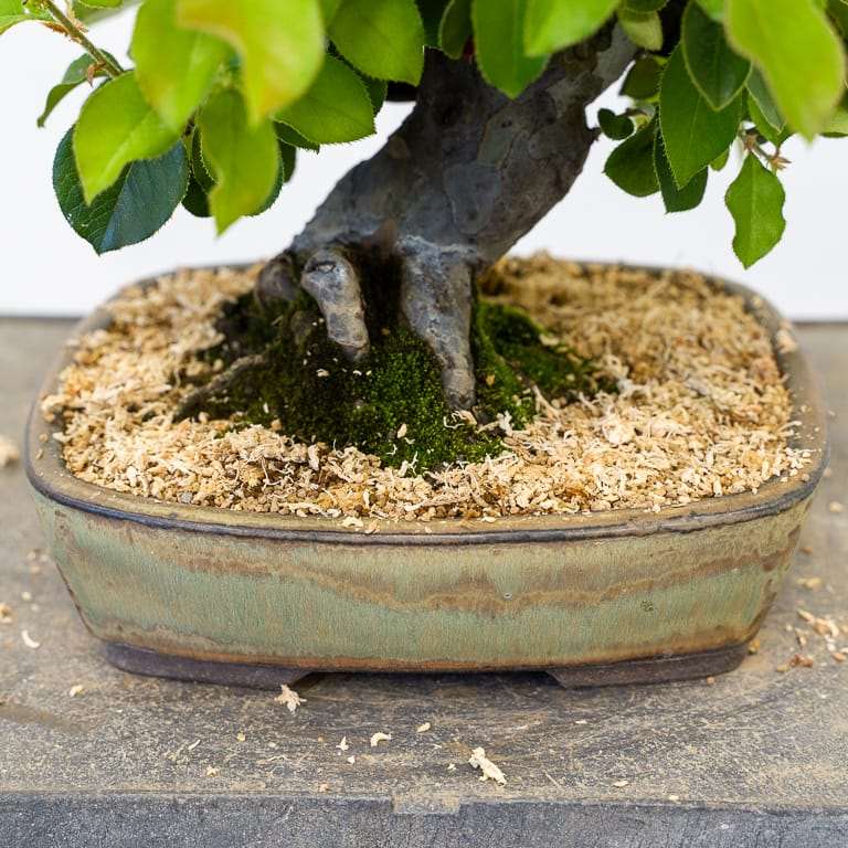 落叶盆景怎么苔藓浇水的方法 图片