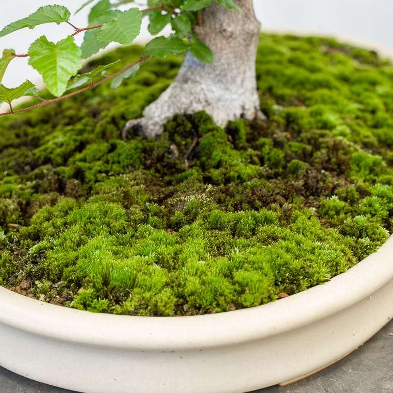 落叶盆景怎么苔藓浇水的方法 图片