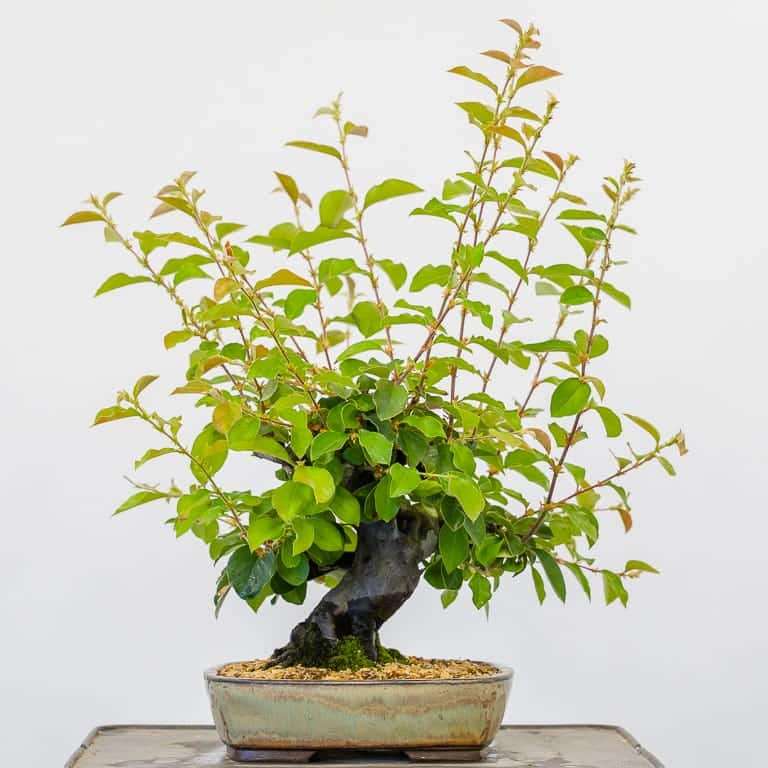 落叶盆景怎么苔藓浇水的方法 图片