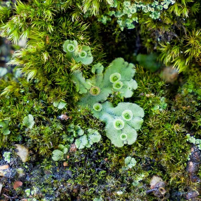 落叶盆景怎么苔藓浇水的方法 图片