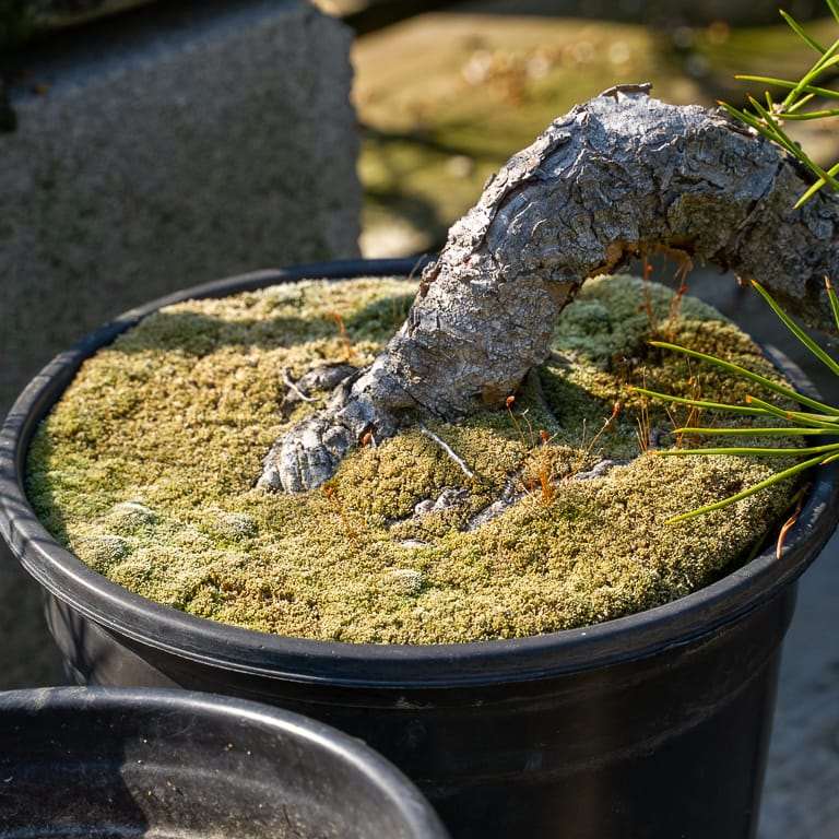 落叶盆景怎么苔藓浇水的方法 图片