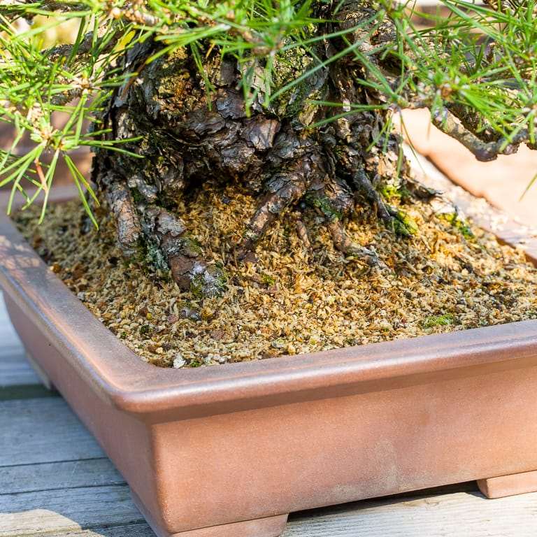 落叶盆景怎么苔藓浇水的方法 图片