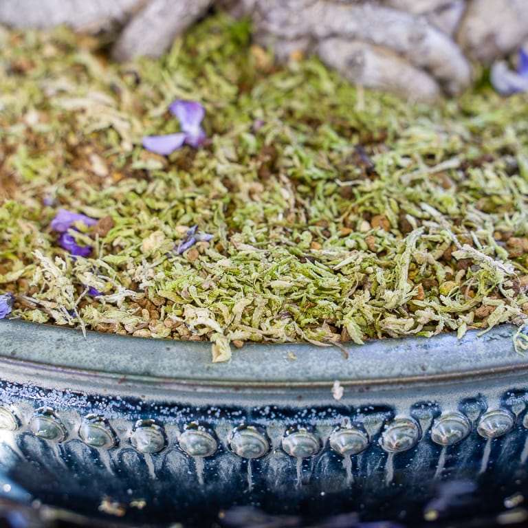 图解 怎么看盆景土壤判断是否需要浇水