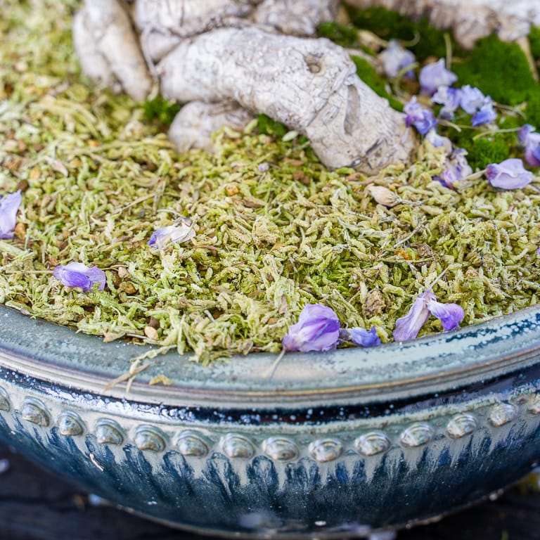 图解 怎么看盆景土壤判断是否需要浇水