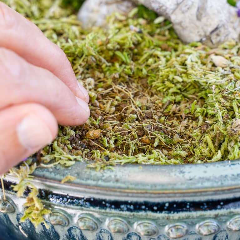 图解 怎么看盆景土壤判断是否需要浇水