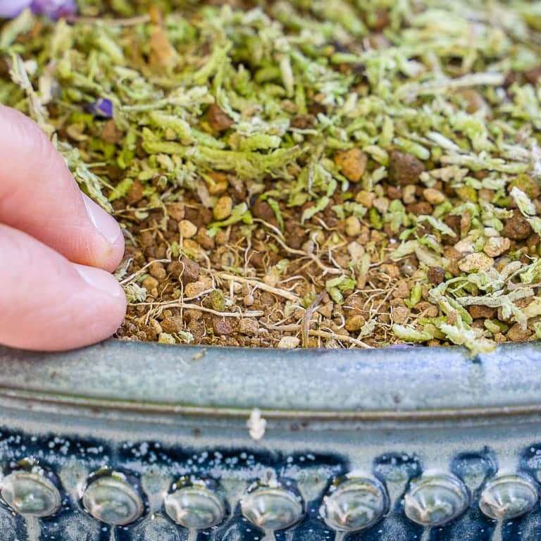 图解 怎么看盆景土壤判断是否需要浇水