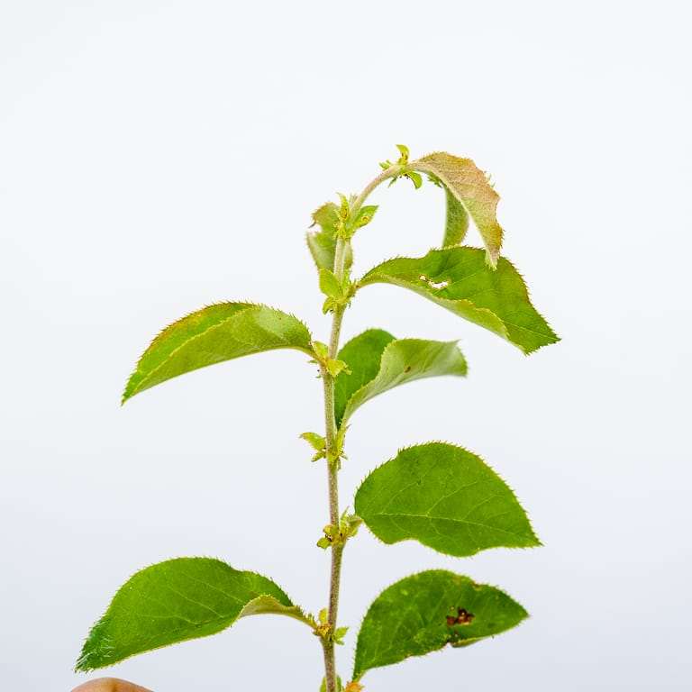 图解 怎么看盆景土壤判断是否需要浇水