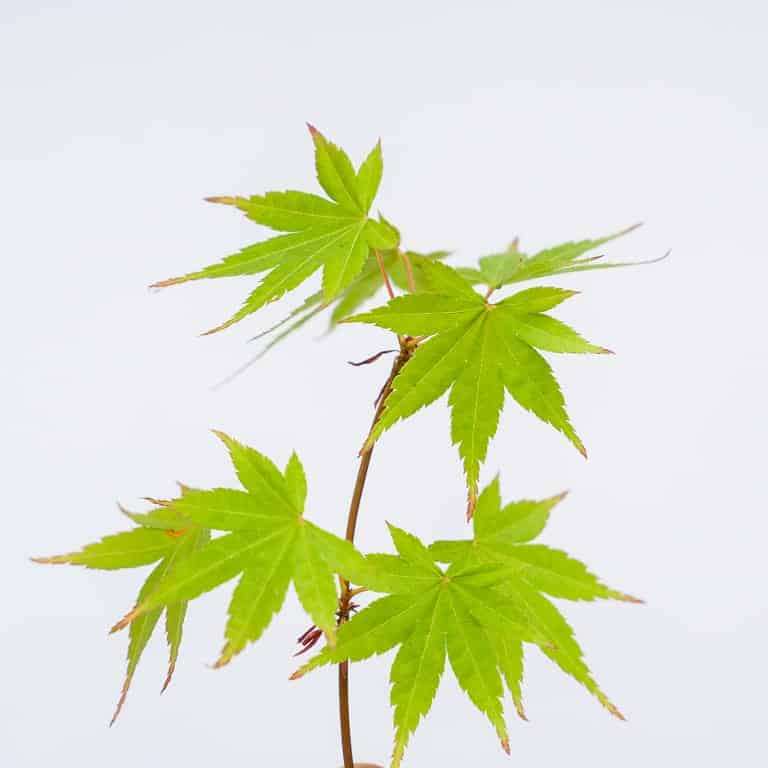 图解 怎么看盆景土壤判断是否需要浇水