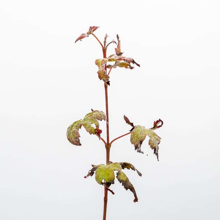 图解 怎么看盆景土壤判断是否需要浇水