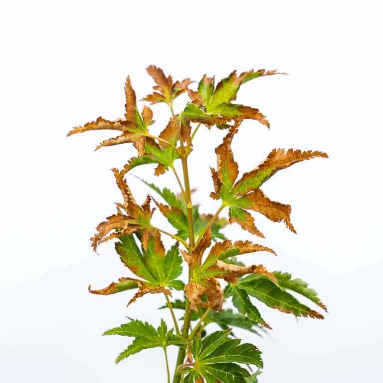 图解 怎么看盆景土壤判断是否需要浇水