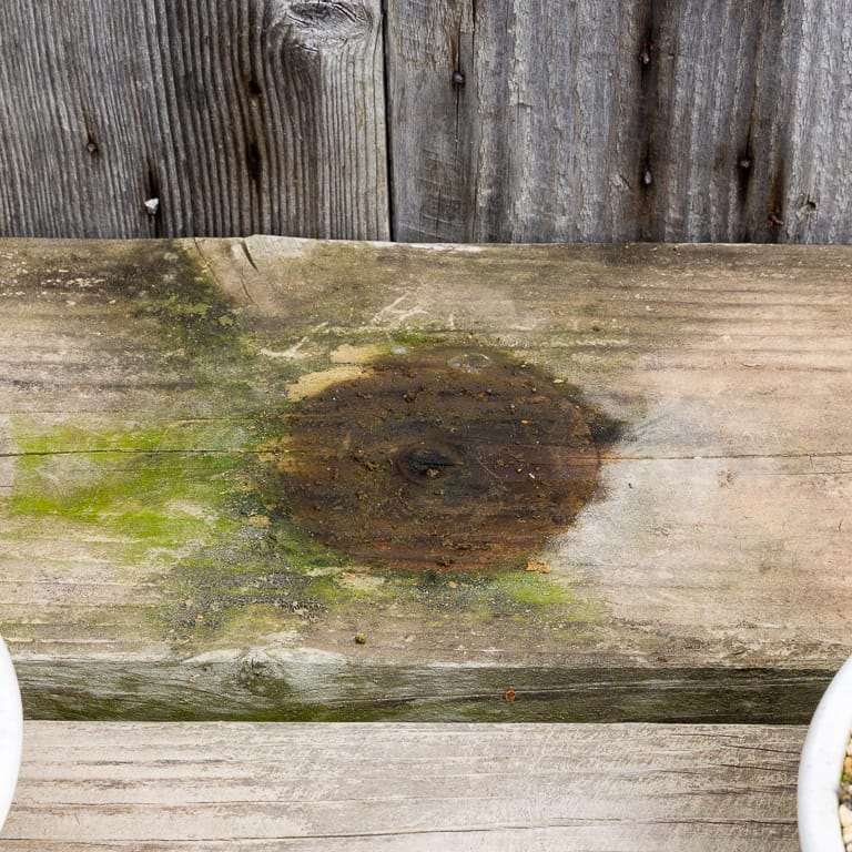 图解 针叶盆景怎么浇水的13个步骤