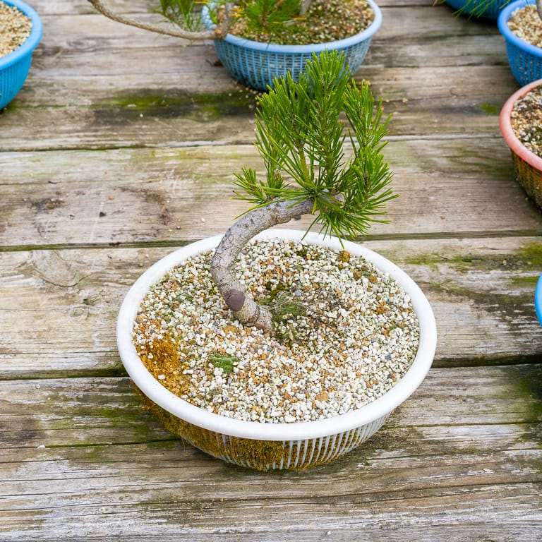 图解 针叶盆景怎么浇水的13个步骤