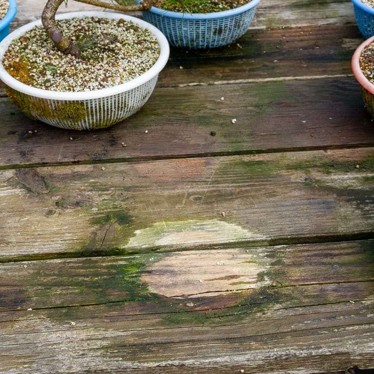 图解 针叶盆景怎么浇水的13个步骤