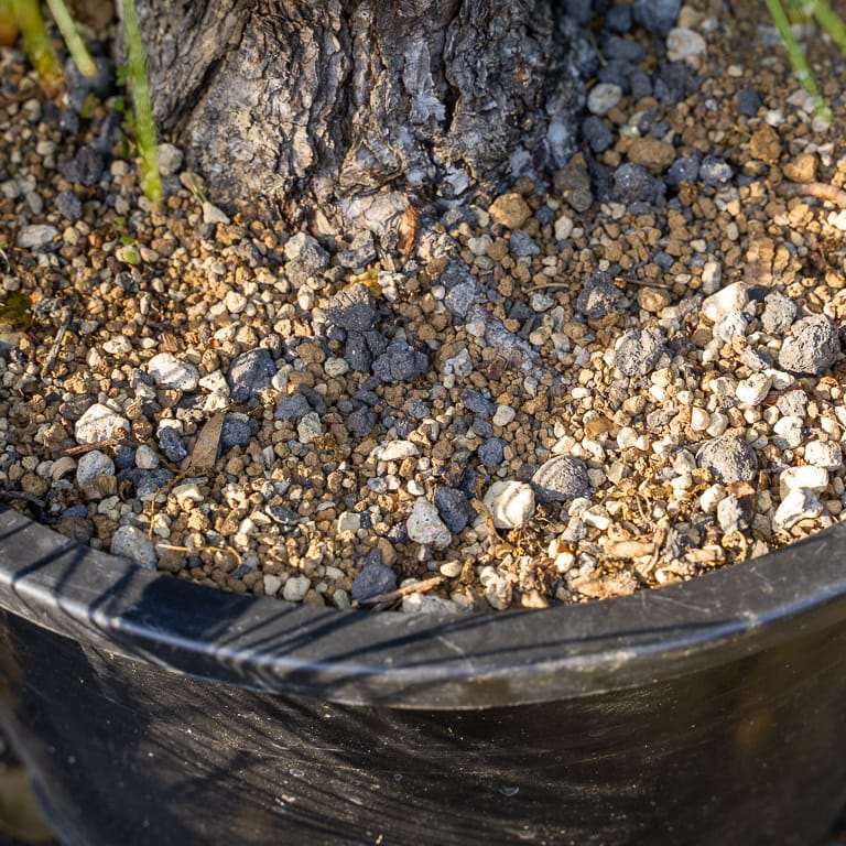 图解 针叶盆景怎么浇水的13个步骤