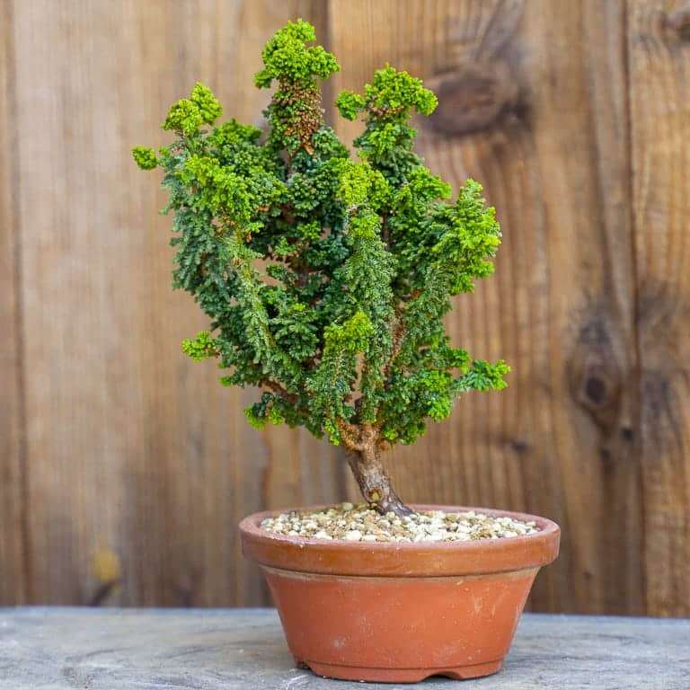 图解 针叶盆景怎么浇水的13个步骤