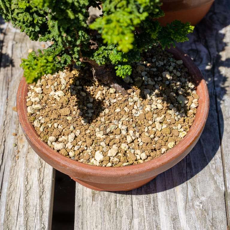 图解 针叶盆景怎么浇水的13个步骤