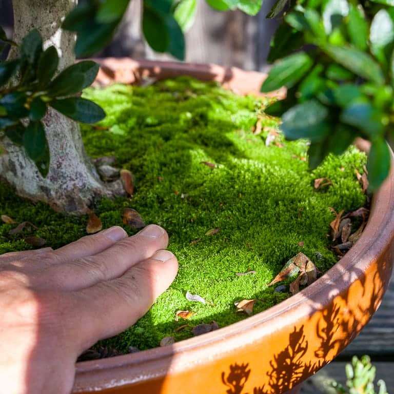 图解 针叶盆景怎么浇水的13个步骤