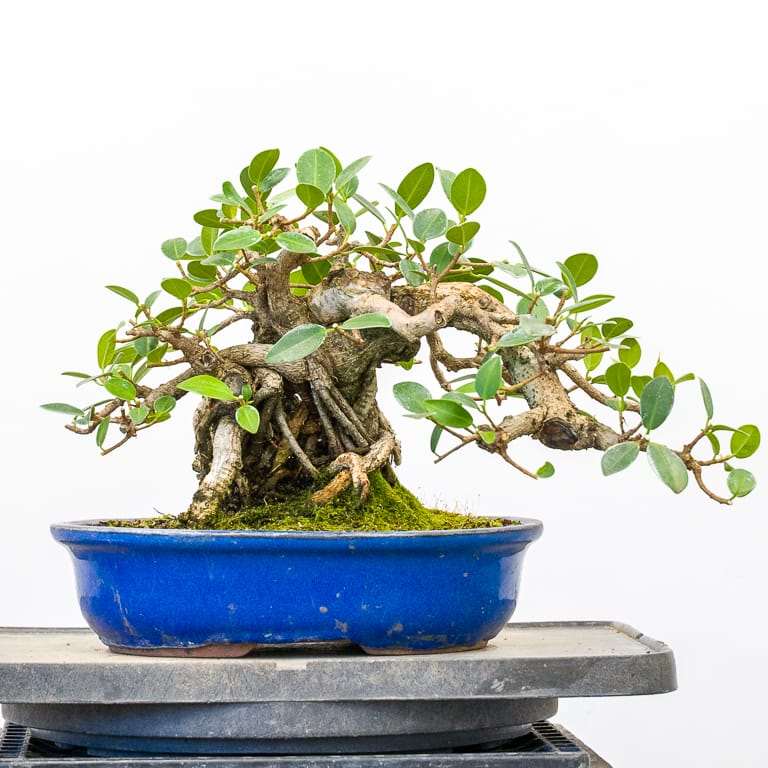 图解 榕树盆景怎么修剪翻盆的9个步骤