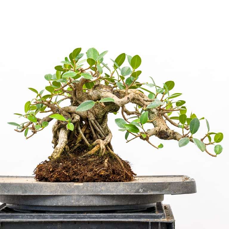 图解 榕树盆景怎么修剪翻盆的9个步骤