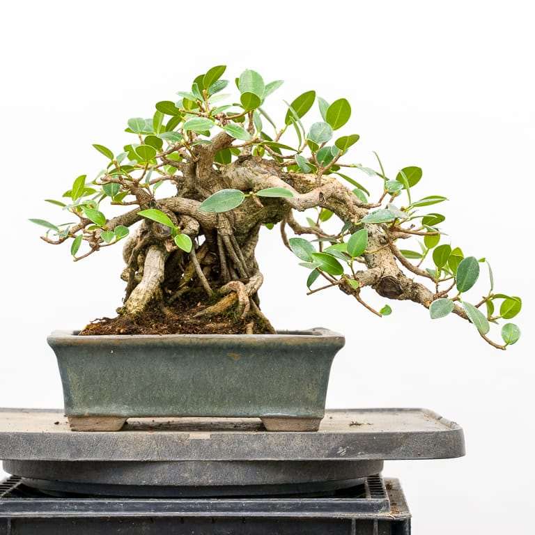 图解 榕树盆景怎么修剪翻盆的9个步骤