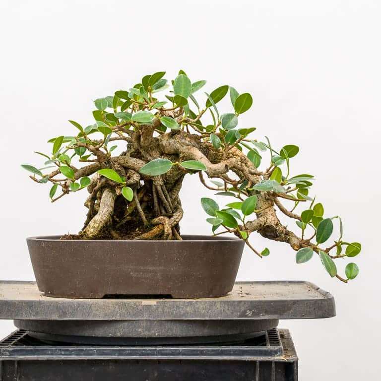 图解 榕树盆景怎么修剪翻盆的9个步骤