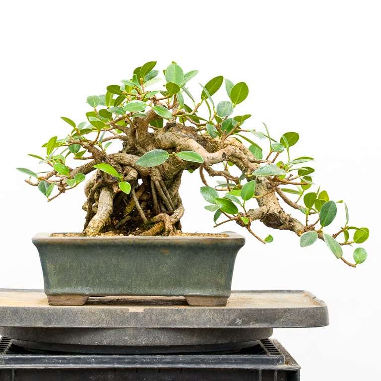 图解 榕树盆景怎么修剪翻盆的9个步骤