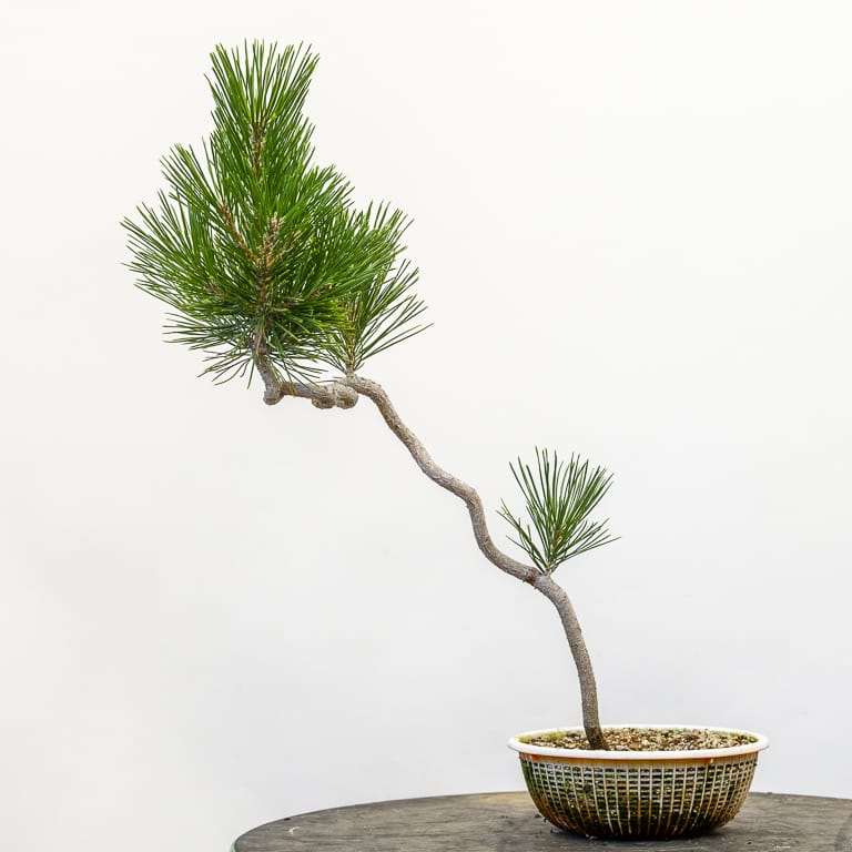 老外怎么修剪黑松盆景细针的方法 图片