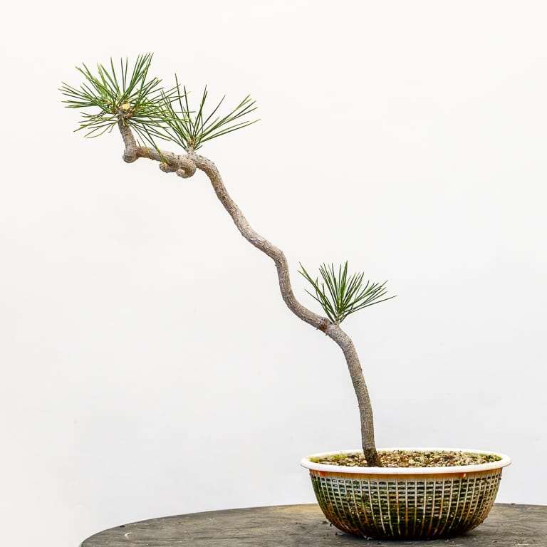 老外怎么修剪黑松盆景细针的方法 图片