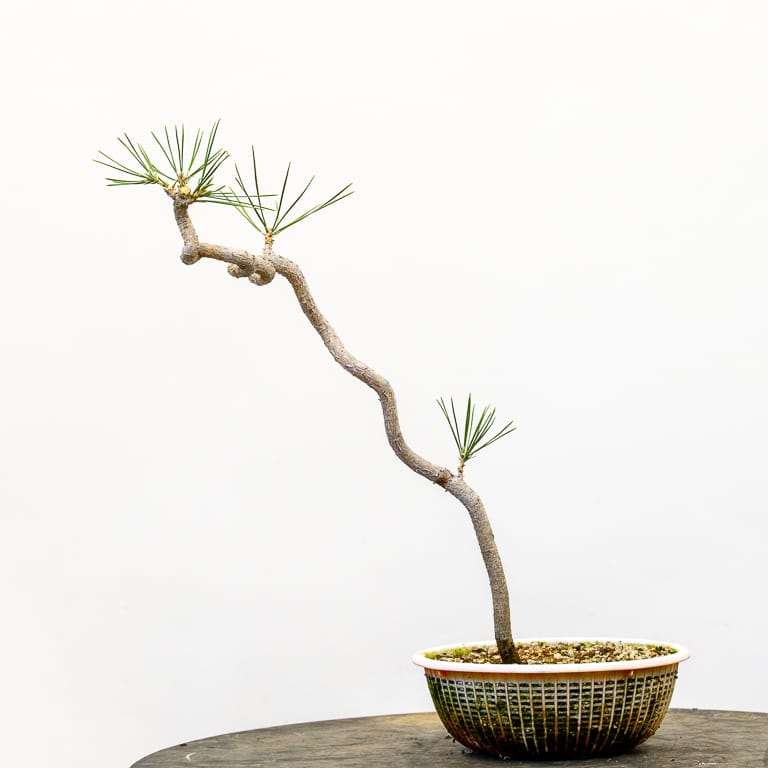 老外怎么修剪黑松盆景细针的方法 图片