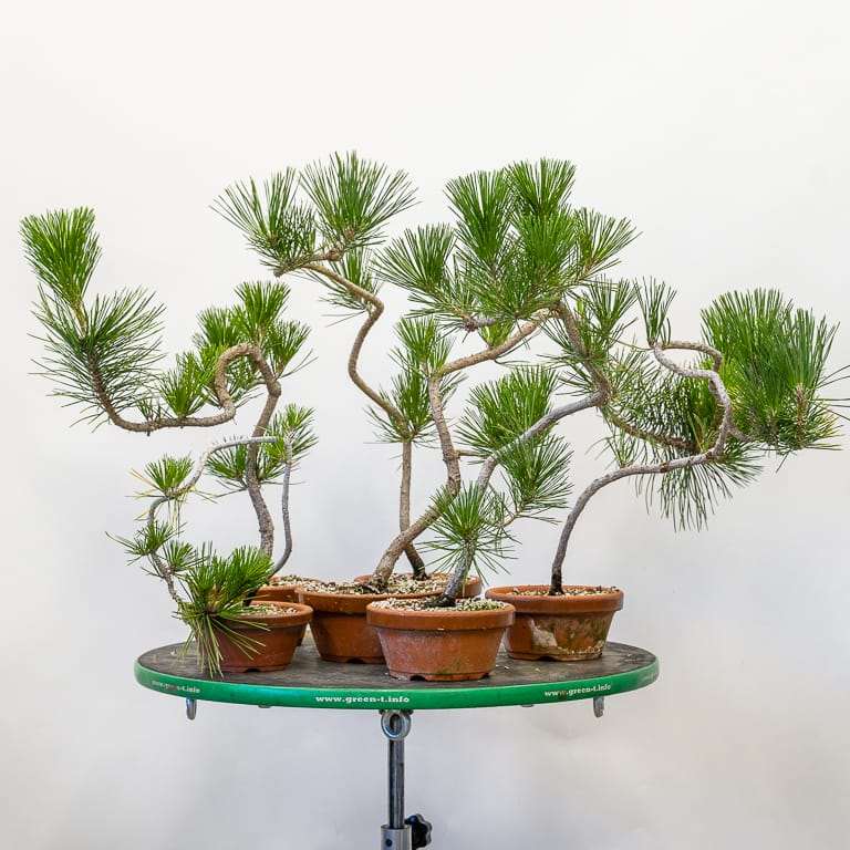 老外怎么修剪黑松盆景细针的方法 图片