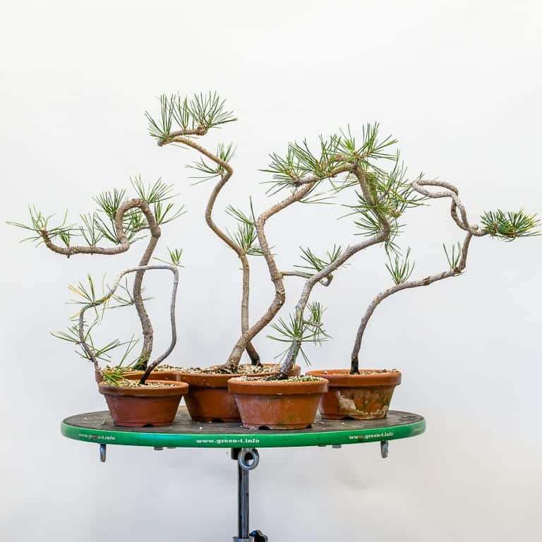 老外怎么修剪黑松盆景细针的方法 图片