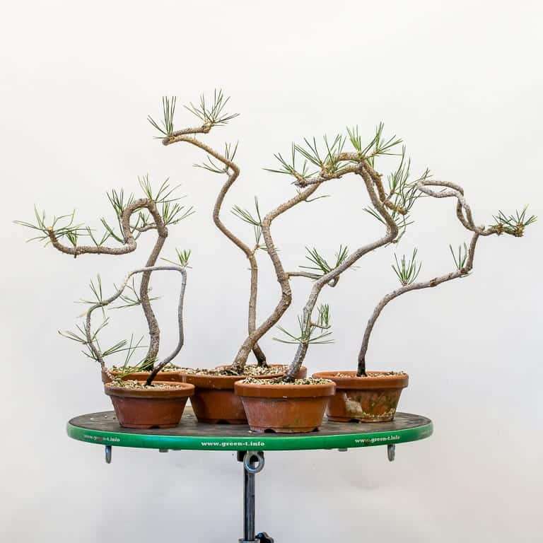 老外怎么修剪黑松盆景细针的方法 图片