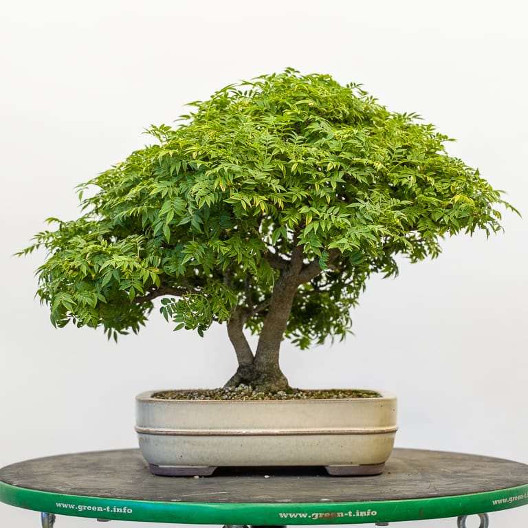 矮紫藤盆景 修剪前后 对比图片