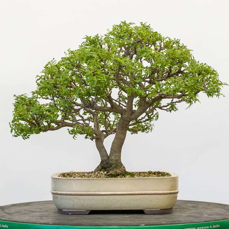 矮紫藤盆景 修剪前后 对比图片