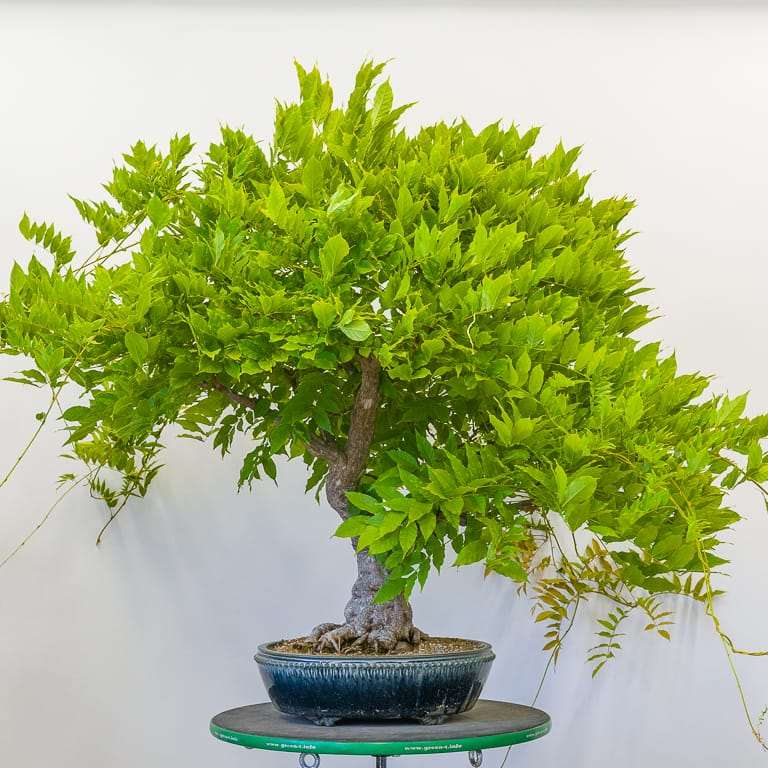 老外修剪紫藤盆景 前后对比 图片