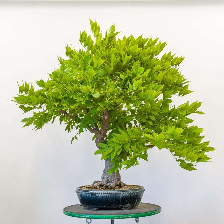 老外修剪紫藤盆景 前后对比 图片