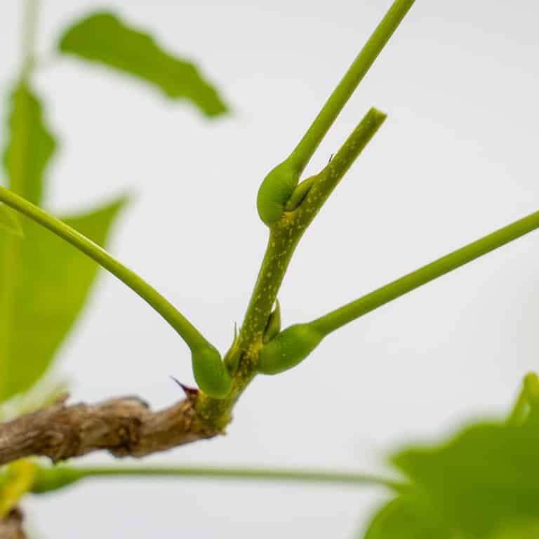 老外修剪紫藤盆景 前后对比 图片