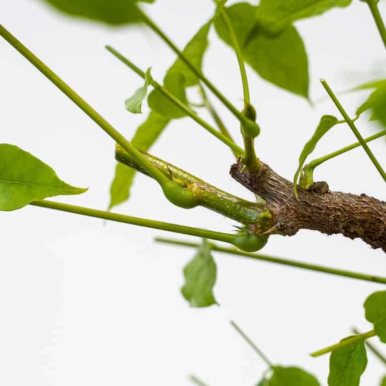 老外修剪紫藤盆景 前后对比 图片