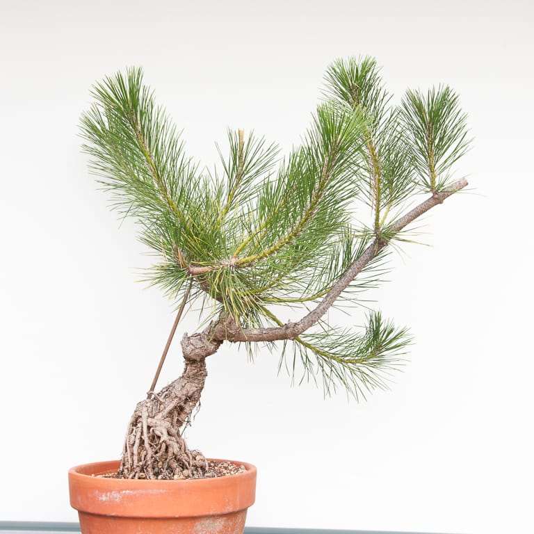 图解 黑松盆景7年半的修剪过程